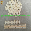 New Crop and Best Quality Shine Skin Pumpkin Seeds